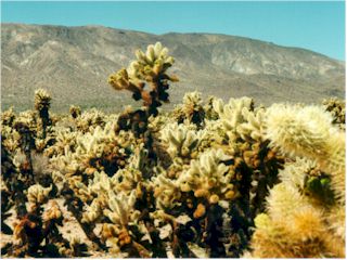 Cholla Cactus