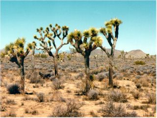 Joshua Tree