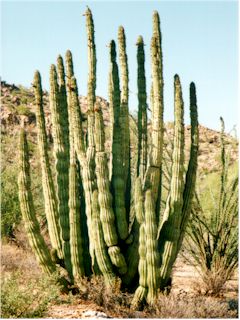 Organ Pipe