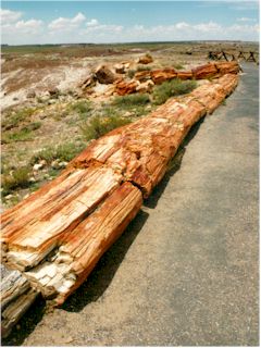 Petrified Forest